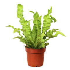 Crispy Wave Nest Fern