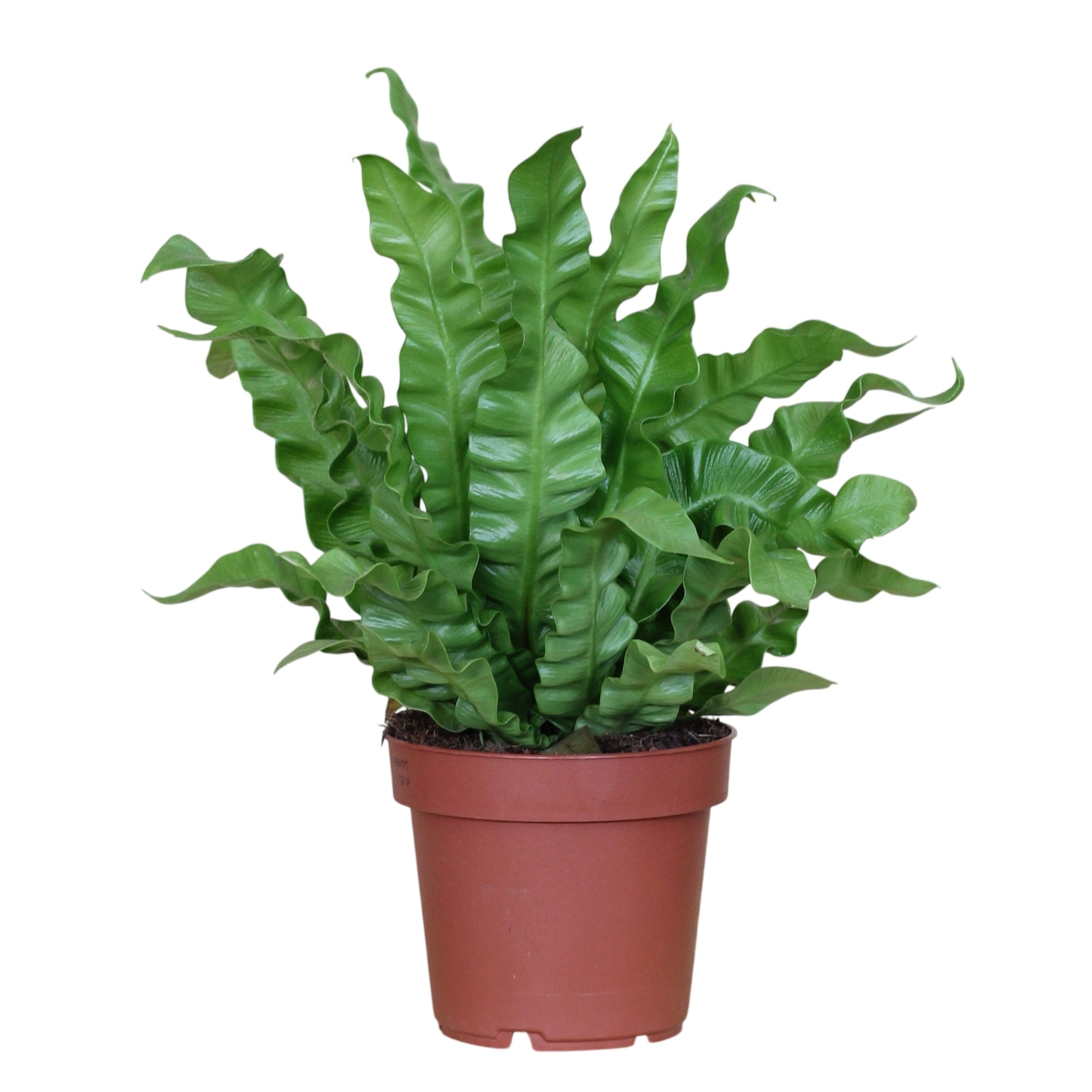 Crispy Wave Nest Fern