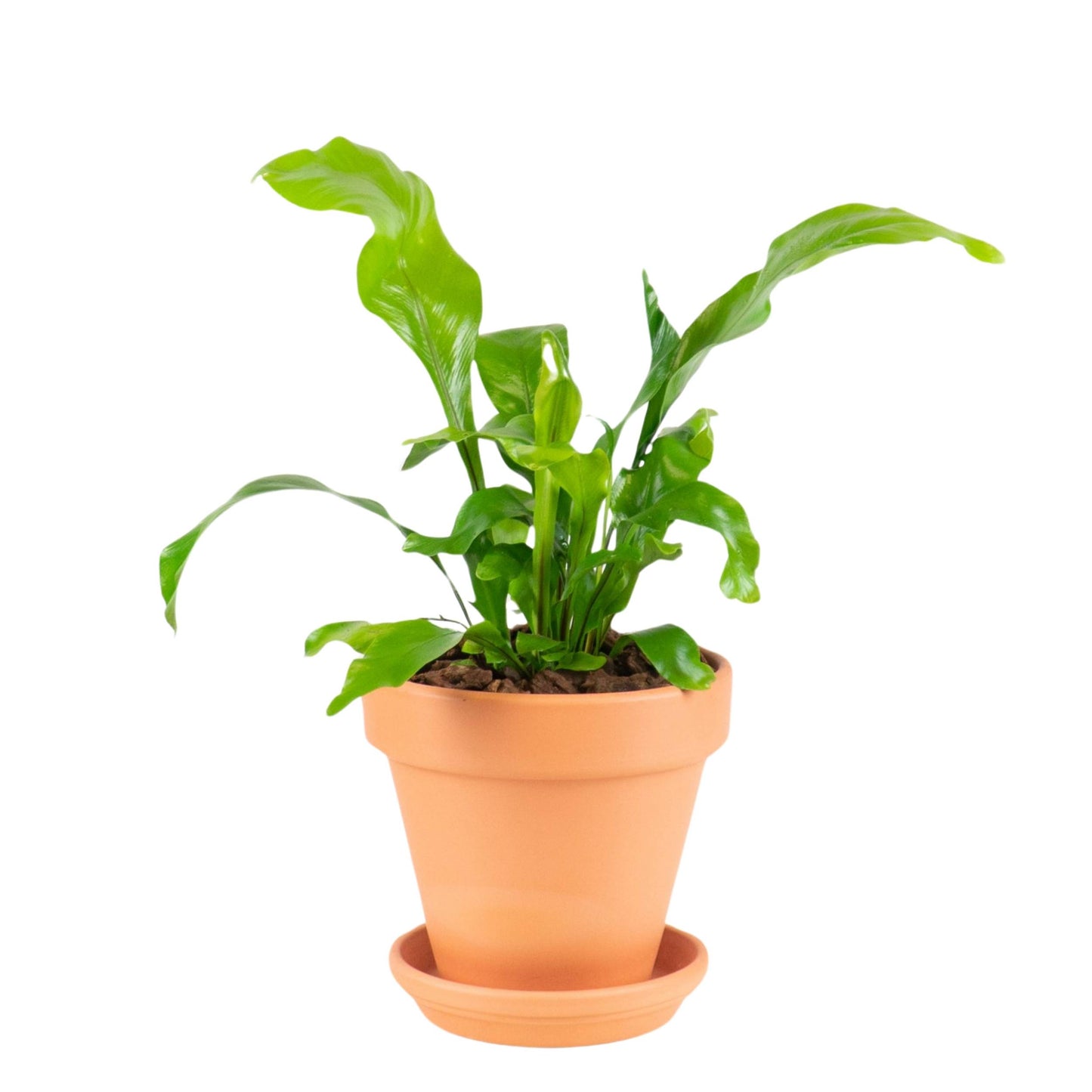 Nest Fern