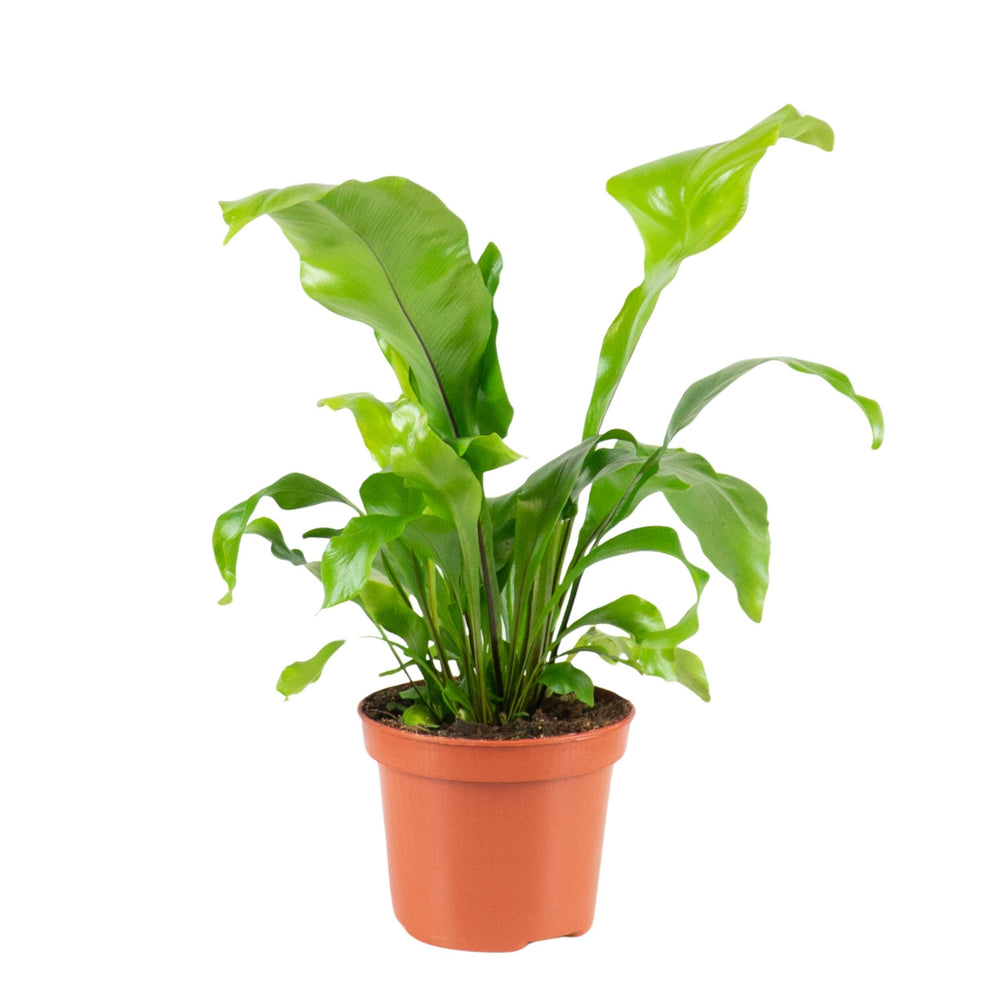 Asplenium Nidus