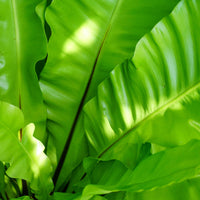 Nest Fern