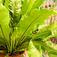 Nest Fern