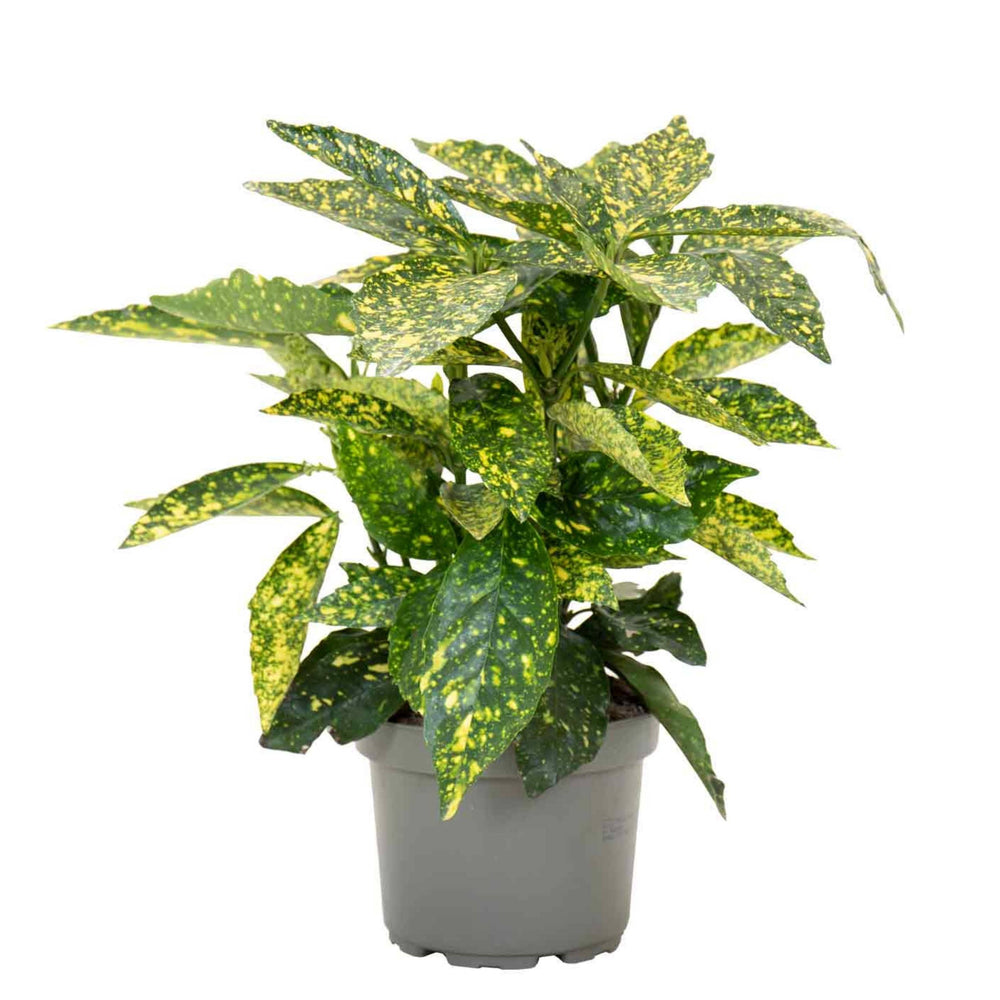 Plante de Poudre d'Or | Aucuba Japonica