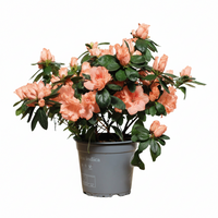 Azalea