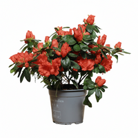 Azalea