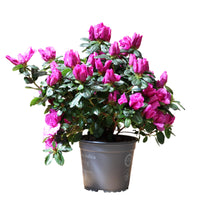 Azalea