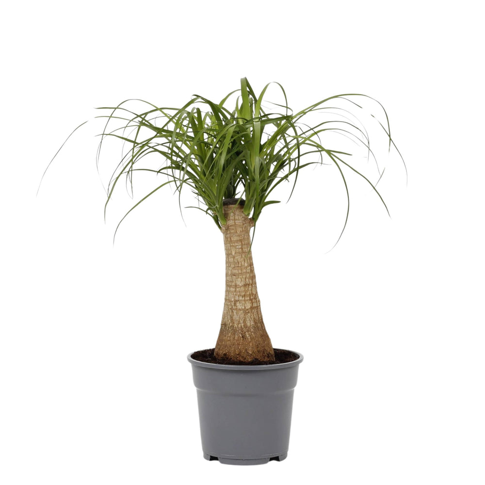 Beaucarnea Recurvata