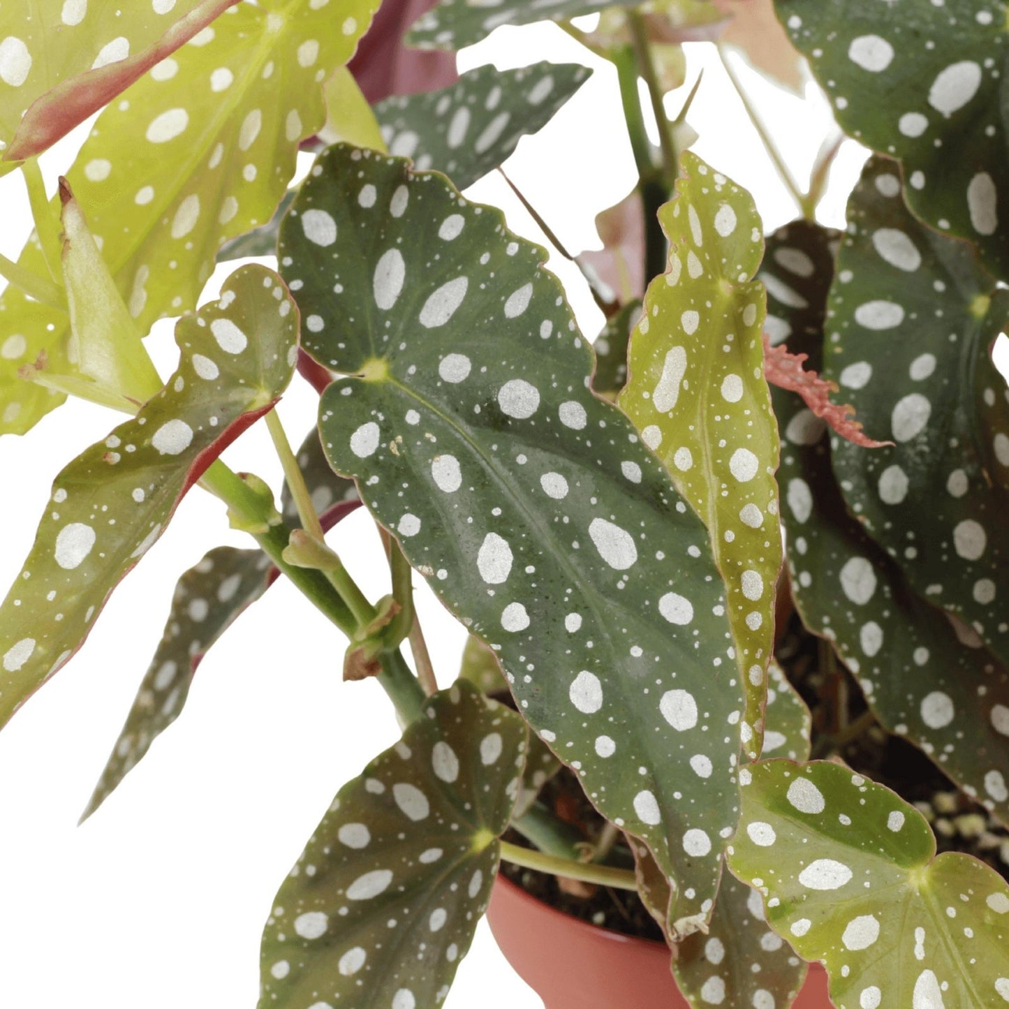 Begonia Maculata