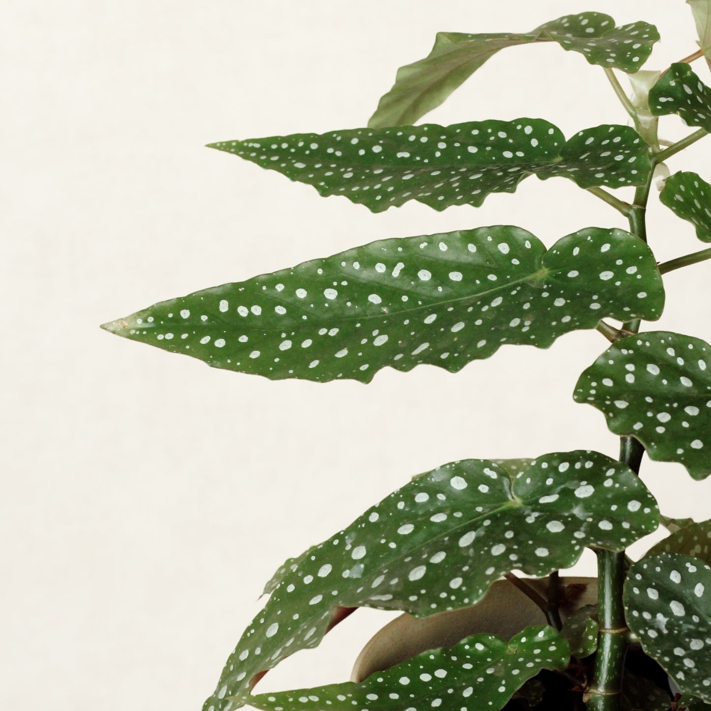 Begonia Maculata With Maia Pot