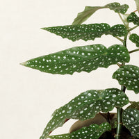 Begonia Maculata With Maia Pot