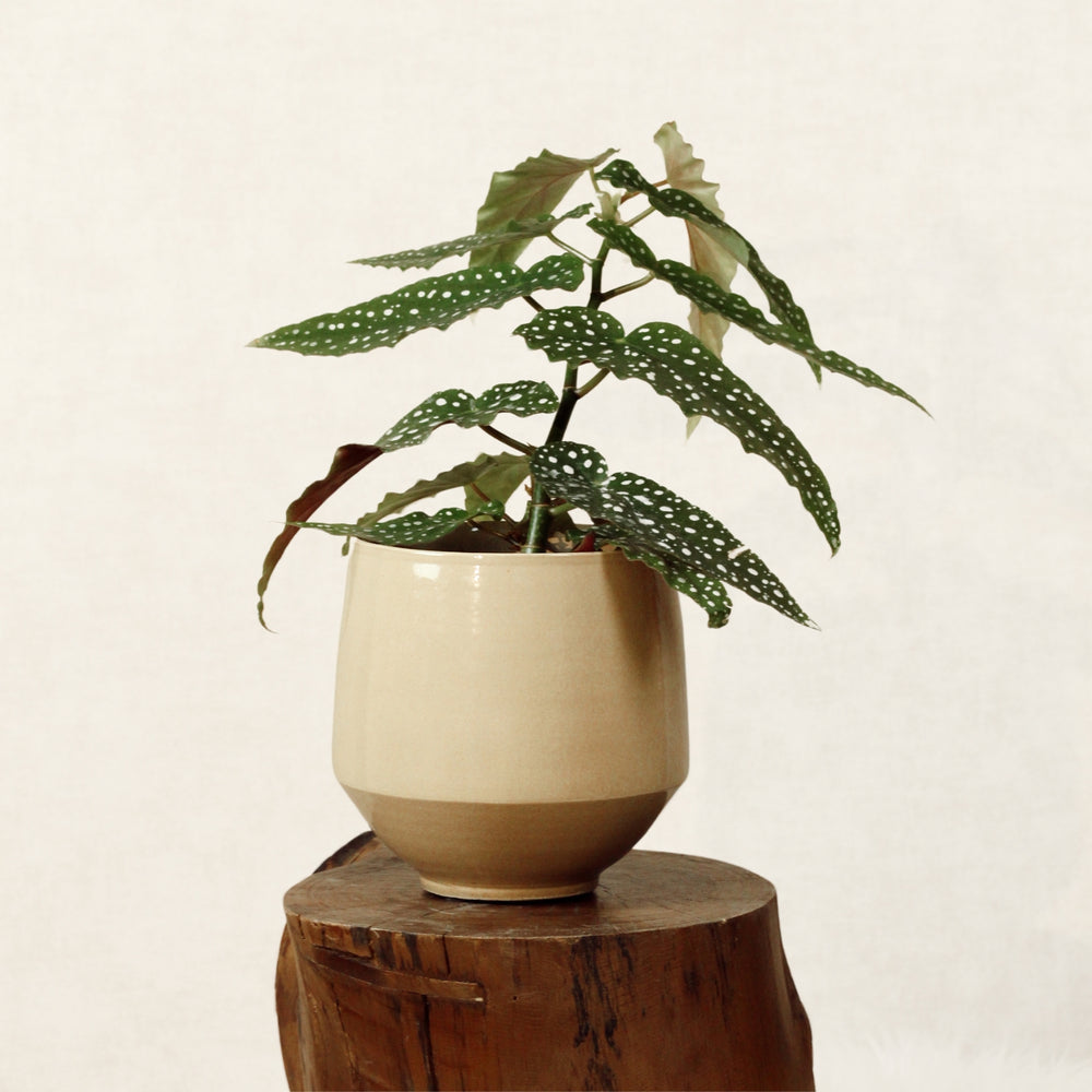 Begonia Maculata con Vaso Maia