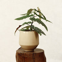 Begonia Maculata With Maia Pot