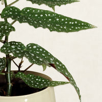 Begonia Maculata With Maia Pot