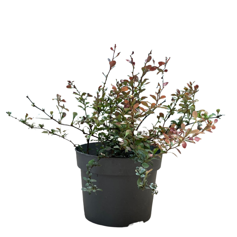 Red Barberry