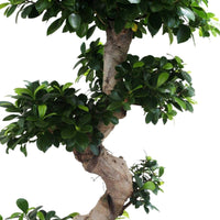 Bonsai Ficus Ginseng L