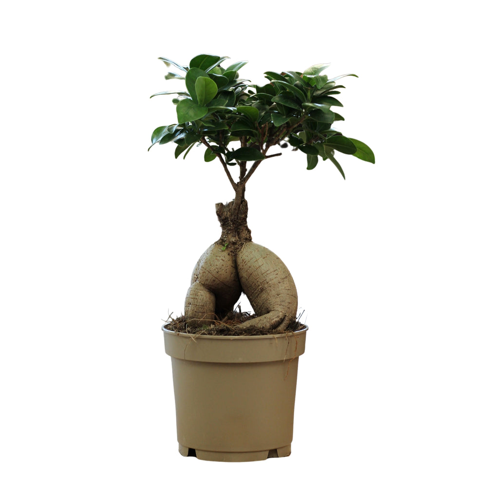 Bonsaï Ficus Ginseng S