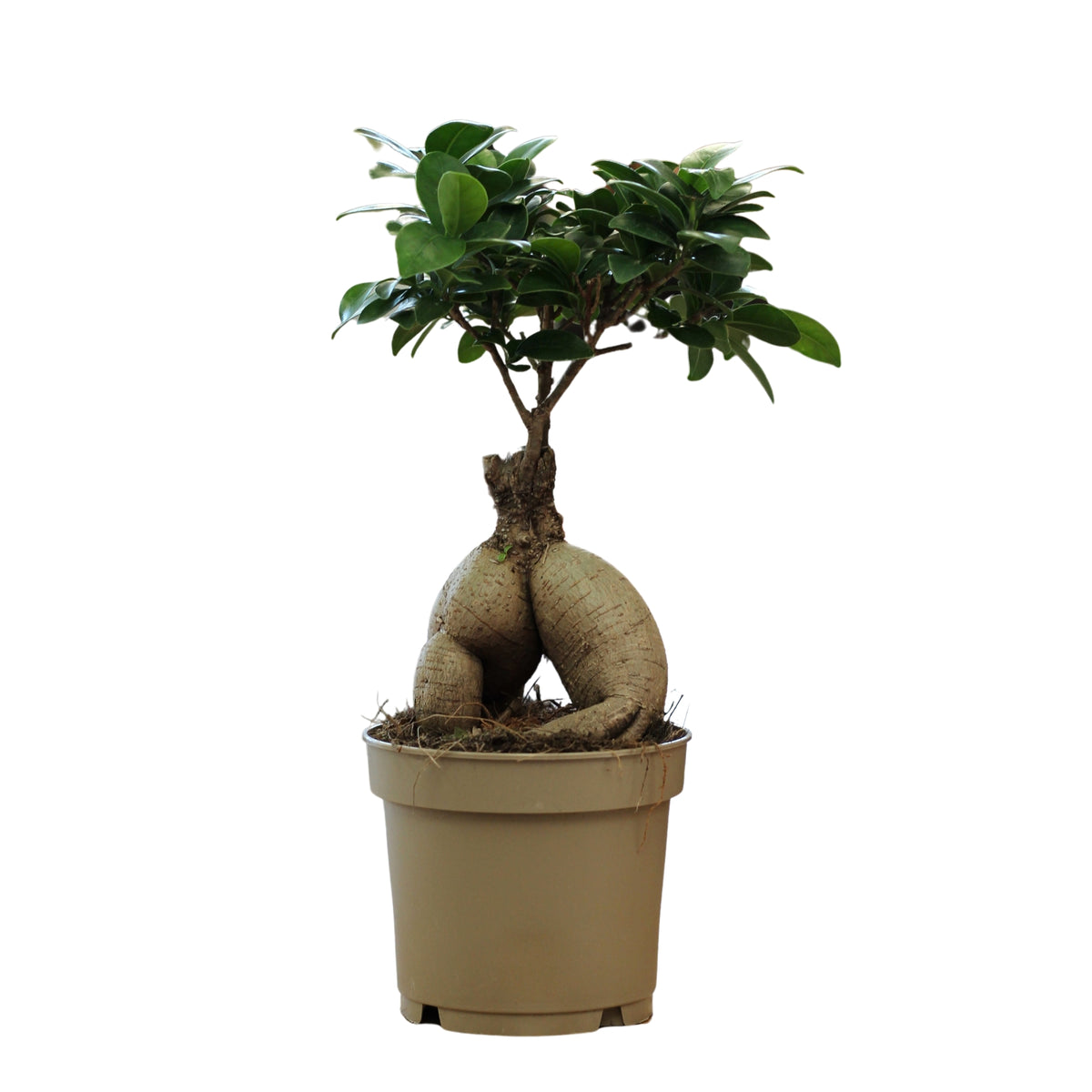 Bonsaï Ficus Ginseng S