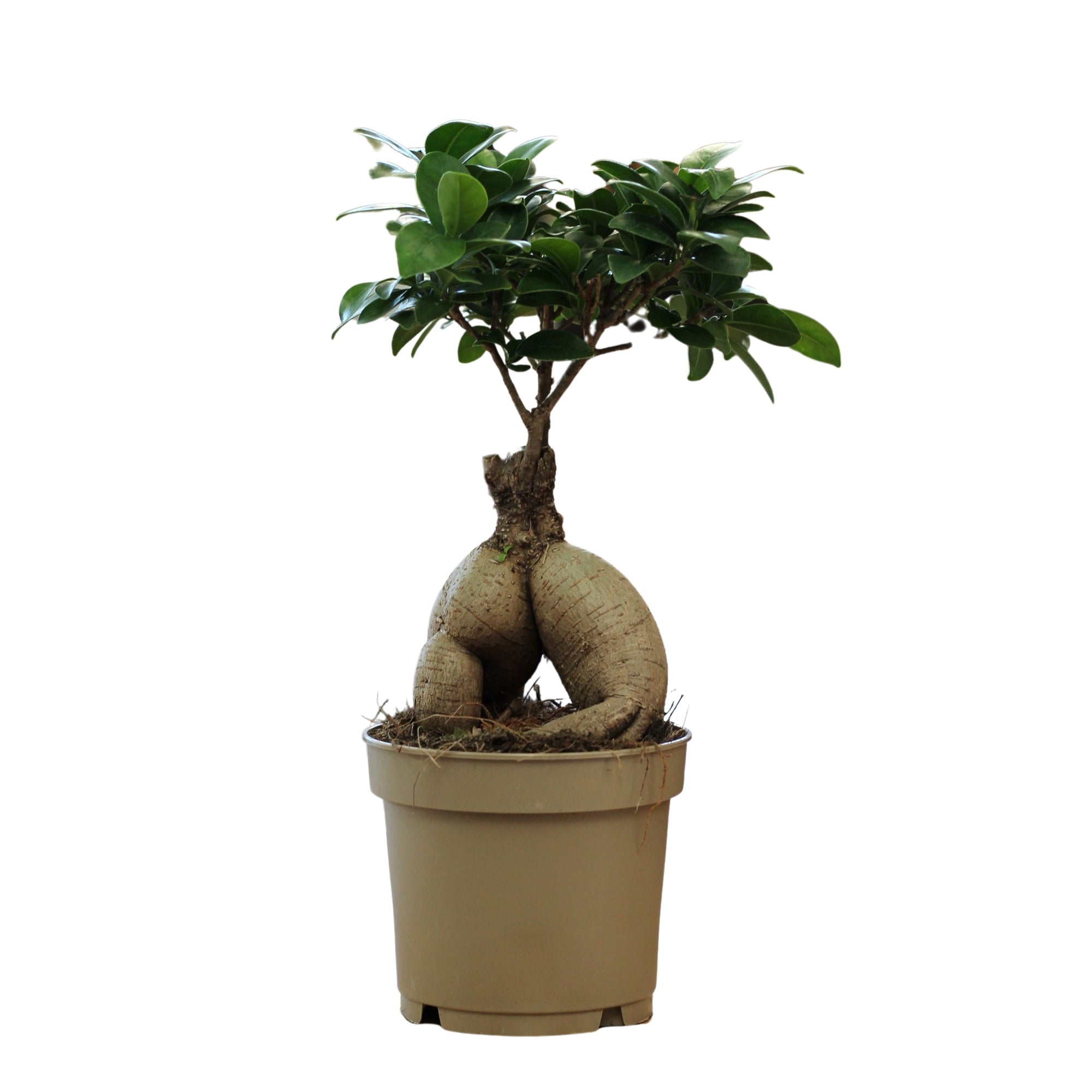 Bonsai Ficus Ginseng S