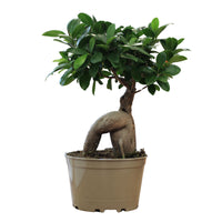 Bonsaï Ficus Ginseng S