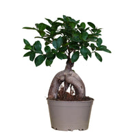 Bonsai Ficus Ginseng S