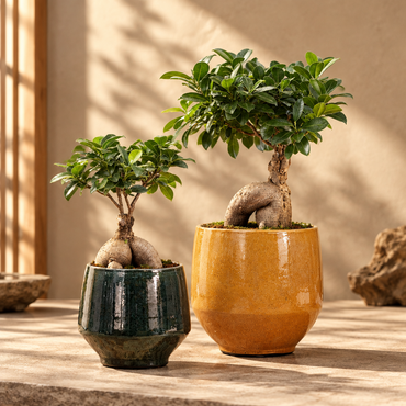 Bonsai Ficus Ginseng S