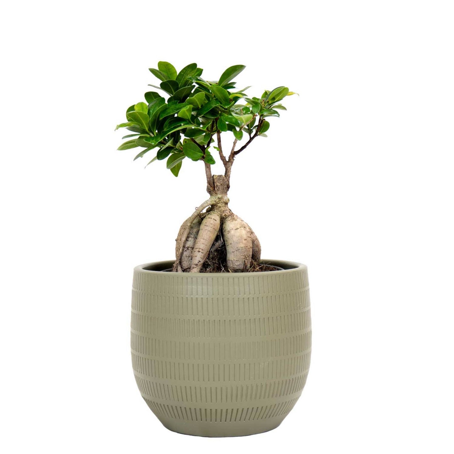 Bonsai Ficus Ginseng S