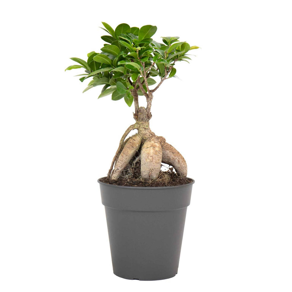 Bonsaï Ficus Ginseng S