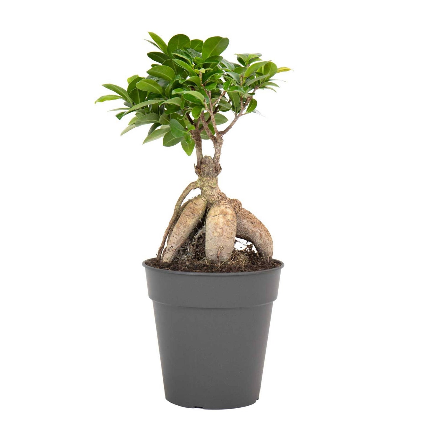 Bonsai Ficus Ginseng S