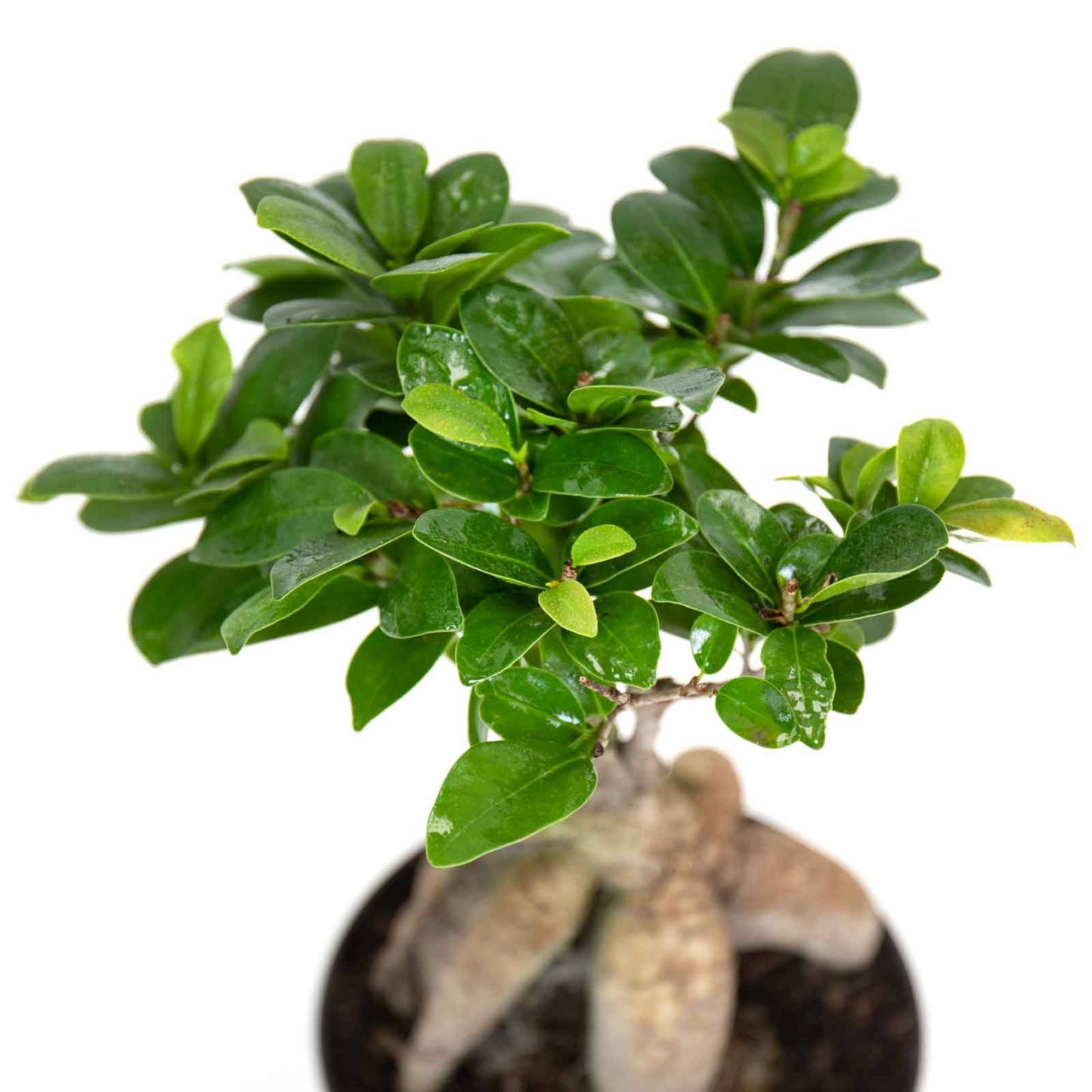 Bonsai Ficus Ginseng S