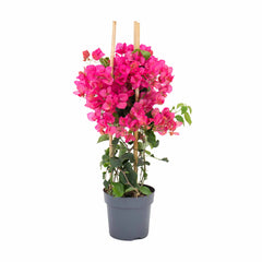 Pink Bougainvillea