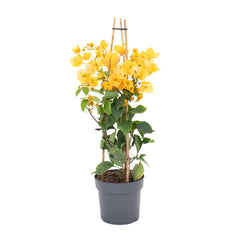Yellow Bougainvillea