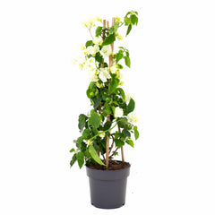 White Bougainvillea