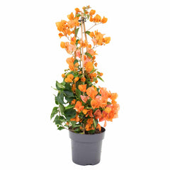 Orange Bougainvillea