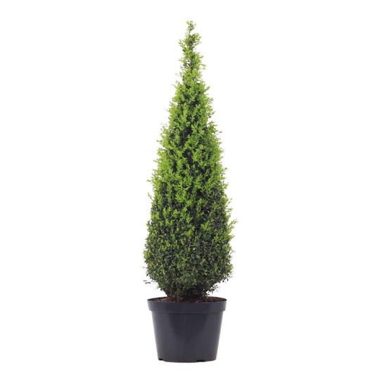 planta de exterior arbusto resistente para jardim ou varanda com folhagem verde escura e com brotes de novas folhas em formato de pirâmide em vaso de plástico