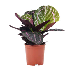 Calathea Dottie