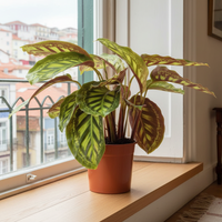 Calathea Flamestar