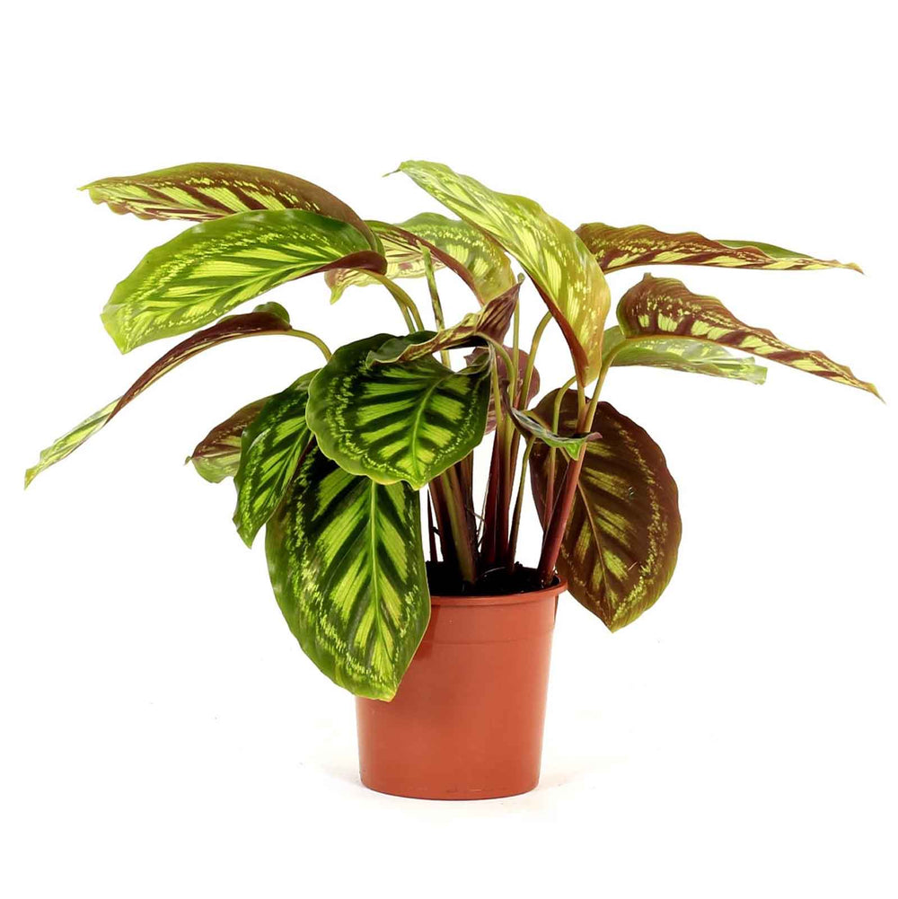 Calathea Flamestar