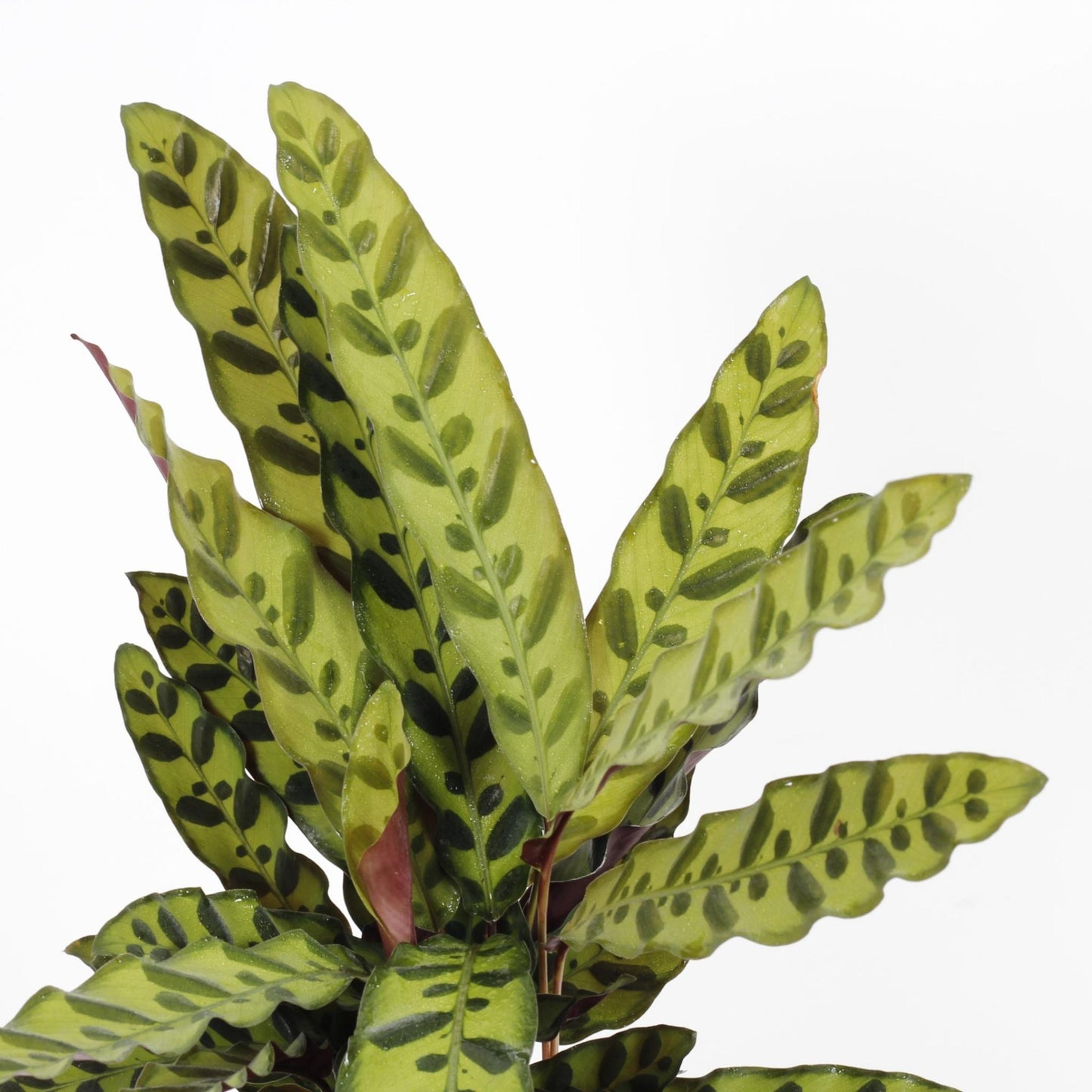 Calathea Lancifolia