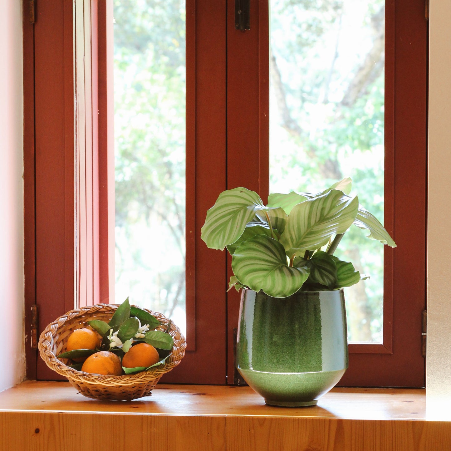 Calathea Orbifolia
