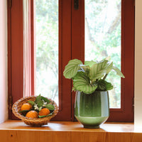 Calathea Orbifolia