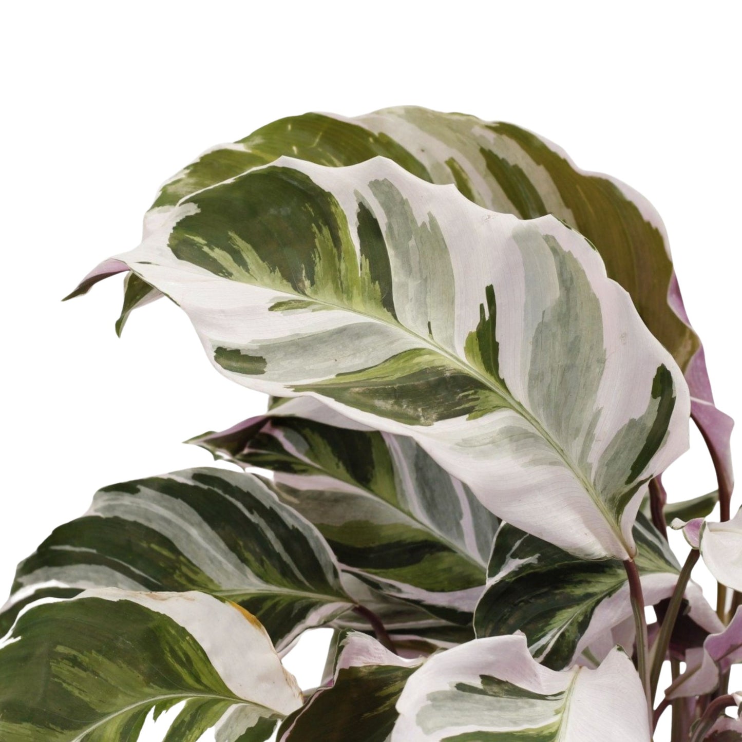 Calathea White Fusion