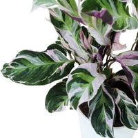 Calathea White Fusion