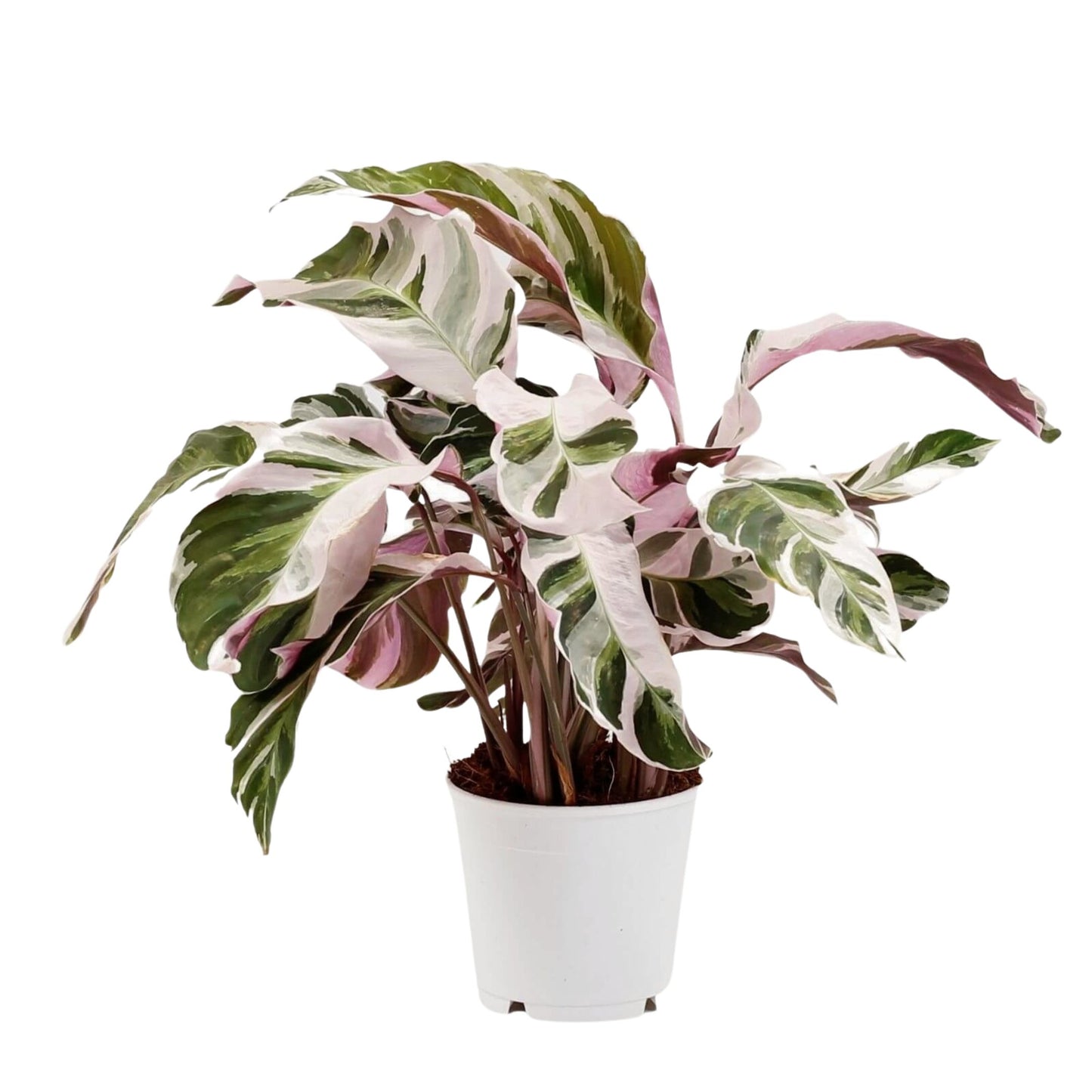 Calathea White Fusion