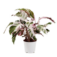 Calathea White Fusion