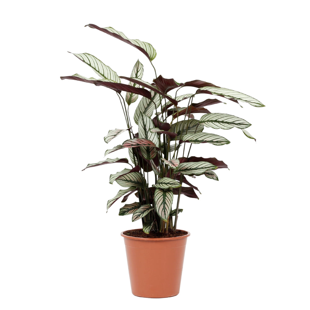 Calathea Whitestar