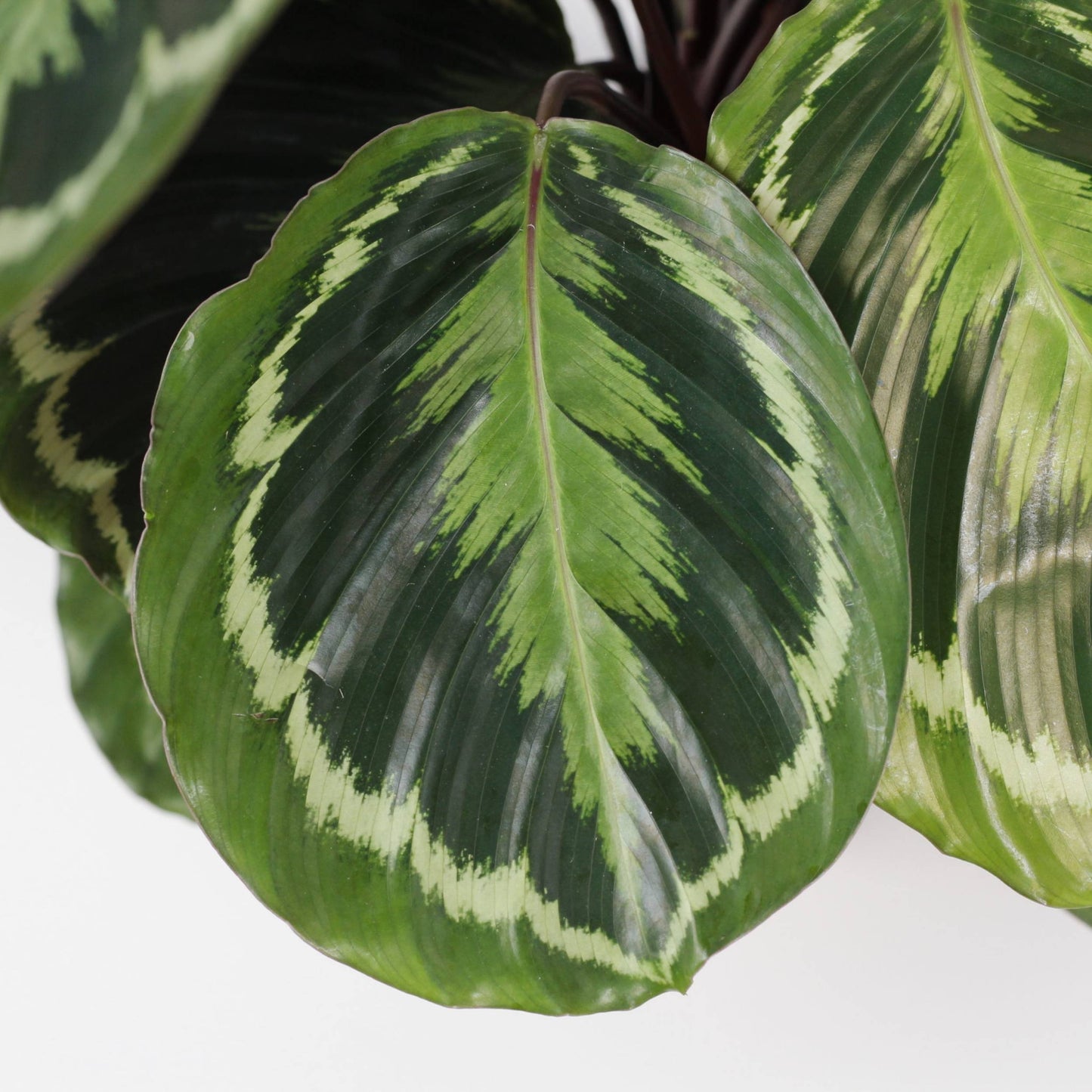 Calathea Medallion