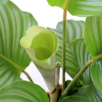 Calathea Orbifolia