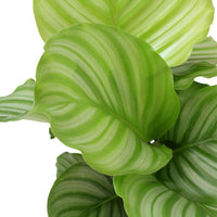 Calathea Orbifolia