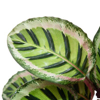 Calathea Roseopicta Cora