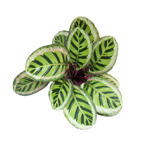 Calathea Roseopicta Cora